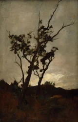 Tree Study